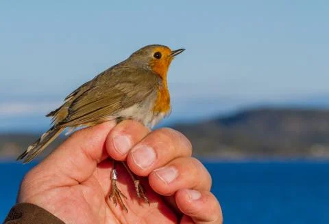 Robin, Erithacus rubecula, bird in a womans hand for bird banding Stock Photos