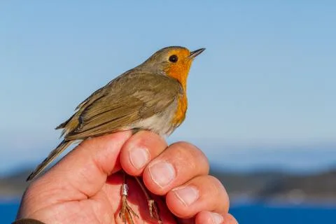 Robin, Erithacus rubecula, bird in a womans hand for bird banding Stock Photos