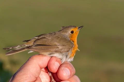 Robin, Erithacus rubecula, bird in a womans hand for bird banding Stock Photos