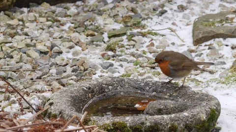 Robin Erithacus rubecula drinking from bird bath in frosty weather Stock-Footage 98904556