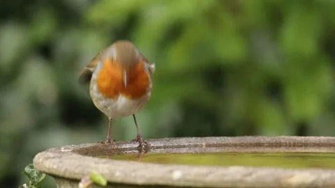 Robin (Erithacus rubecula) drinking from a bird bath, England, UK Stock-Footage 305275631
