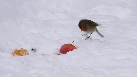 Robin Erithacus rubecula eating apple in snow Stock Footage 87053900