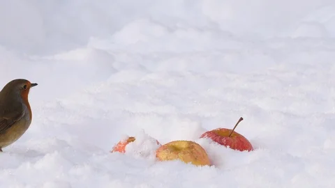 Robin erithacus rubecula eating apple in snow Video stock 87053920