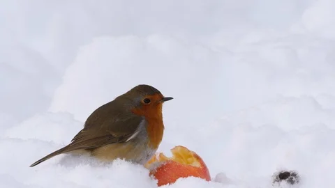 Robin Erithacus rubecula eating apple in snow Stock Footage 98901548