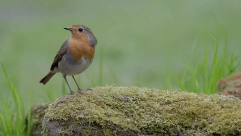 Robin (Erithacus rubecula) eating a mealworm Video stock 310050265