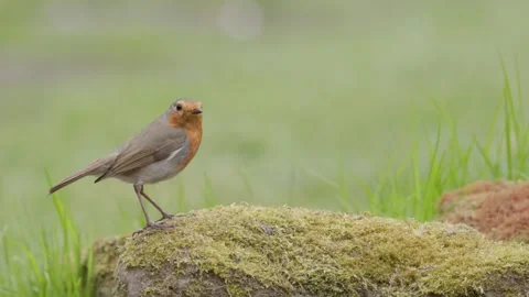Robin (Erithacus rubecula) eating a mealworm Video stock 310548548