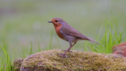 Robin (Erithacus rubecula) eating a mealworm. Stock Footage 310561356