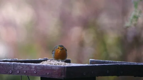 Robin - Erithacus rubecula - eating sunflower hearts from a bird table-slow-mo' Stock Footage 168128638