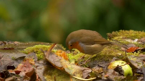 Robin Erithacus rubecula eating windfall apple Stock Footage 82660687