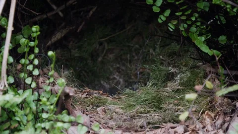 Robin Erithacus rubecula feeds nestlings and broods Stock-Footage 108061636