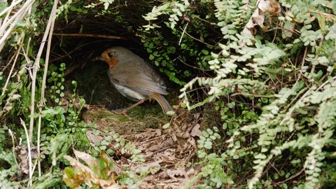Robin Erithacus rubecula female feeds nestlings and settles to brood Video stock 108061535