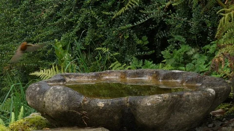 Robin Erithacus rubecula flies to birdbath,lands then flies away Video stock 87046505
