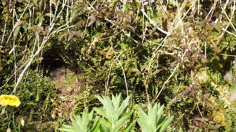 Robin Erithacus rubecula flies to nest with worm,feeds nestlings,flies out Stock-Footage 98900098