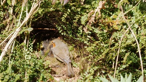 Robin Erithacus rubecula flies to nest,feeds nestlings,es dropping Stock-Footage 98909483