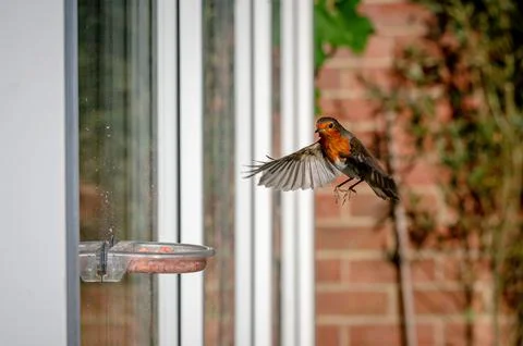 Robin, erithacus rubecula, flying towards a garden window suet feeder Photos
