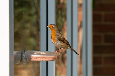Robin, erithacus rubecula, flying towards urban garden window suet feeder Photos