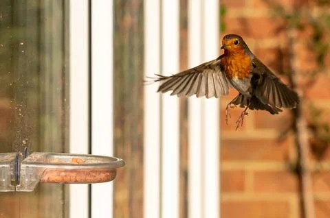 Robin, erithacus rubecula, flying towards urban garden window suet feeder Stock-Fotos