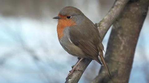 Robin (Erithacus rubecula) looking from a branch Stock Footage 302508192