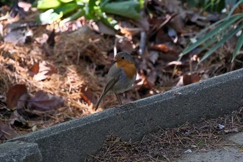 A robin (Erithacus rubecula) in a park. Stock Photos