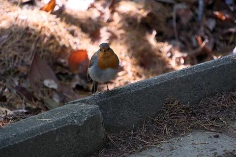 A robin (Erithacus rubecula) in a park. Foto stock
