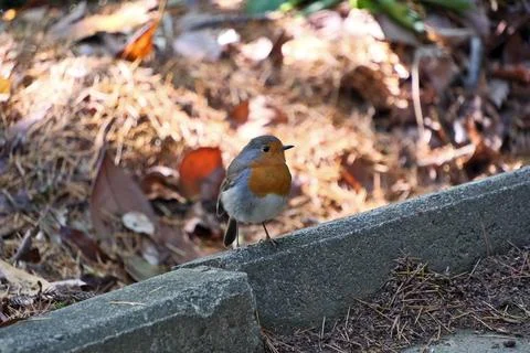 A robin (Erithacus rubecula) in a park. Stock Photos