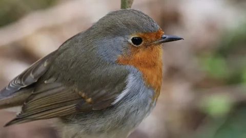 Robin (Erithacus rubecula) Perched in an Ash Tree in the Spring, UK Stock Footage 275165979
