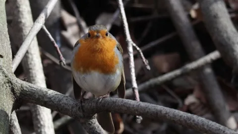 Robin (Erithacus rubecula) perched on a branch 스톡 동영상 263140629
