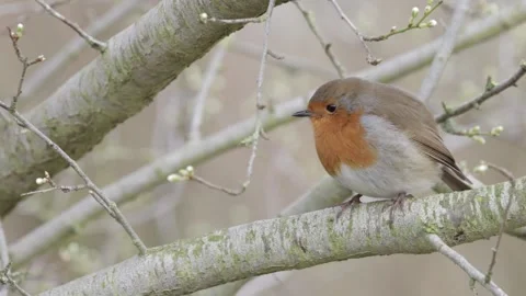 Robin Erithacus rubecula perched on branch, UK. Slow Motion, Ungraded Stock Footage 263920765