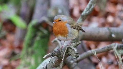 Robin (Erithacus rubecula) perched on a branch, Teesdale, County Durham, UK Stock Footage 291977615