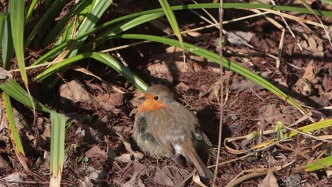 A Robin, Erithacus rubecula, perched on ground in undergrowth, sunbathing in Vídeos de archivo 332627703