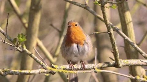 A Robin, Erithacus rubecula, perched in a small tree in early Spring, singing 스톡 동영상 332627764