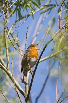 Robin Erithacus Rubecula perched in tree singing, England UK Stockfoto's