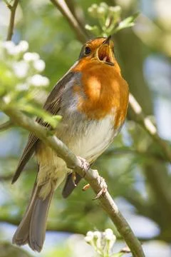 Robin Erithacus Rubecula perched in tree singing, England UK Stockfoto's