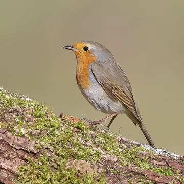 Robin (Erithacus rubecula), perched on a tree trunk, Wilnsdorf, North Stock Photos