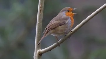 Robin Erithacus rubecula perching on branch close up Stock Footage 85679439