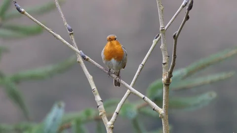 Robin Erithacus rubecula perching on branch singing Stock-Footage 98908381