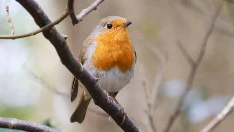 Robin Erithacus rubecula perching on branch in woodland Video stock 108055950