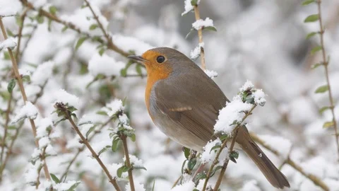 Robin Erithacus rubecula perching on snow covered branch Stock Footage 98903224