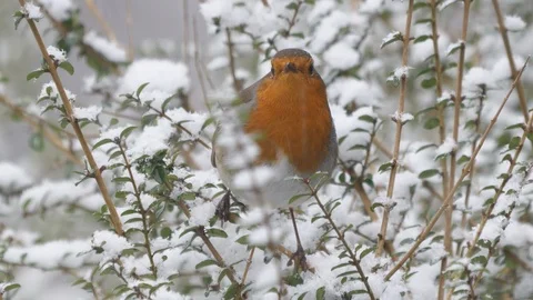 Robin Erithacus rubecula perching in snow covered hedge in snowstorm Stock Footage 98903287