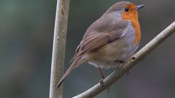 Robin Erithacus rubecula perching in tree singing close up Stock Footage 85687300