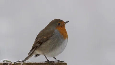 Robin Erithacus rubecula perching on trellis in snowstorm Stock Footage 98901504