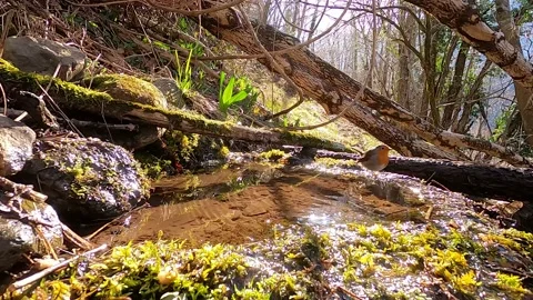 Robin (Erithacus rubecula) Pettirosso Stock Footage 233673445