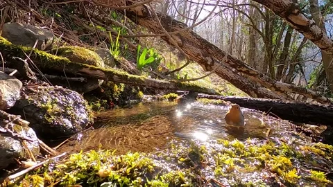 Robin (Erithacus rubecula) Pettirosso Stock Footage 233674046