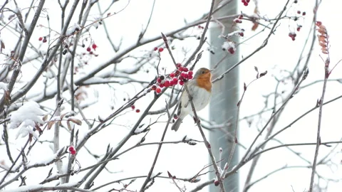Robin (Erithacus rubecula) Pettirosso Stock Footage 257002884