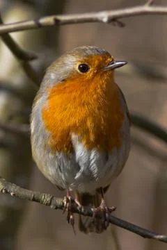 Robin (Erithacus rubecula) Stock Photos