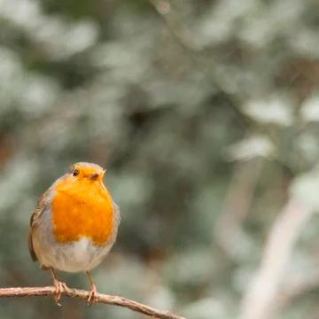 Robin (erithacus rubecula) Stock Photos