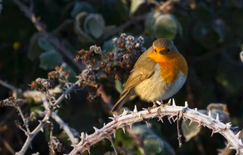 Robin (Erithacus rubecula) Stock Photos