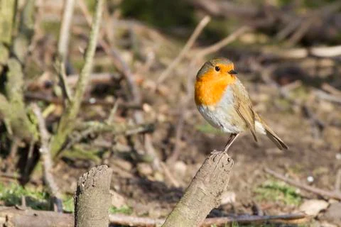 Robin (Erithacus rubecula) Stock Photos