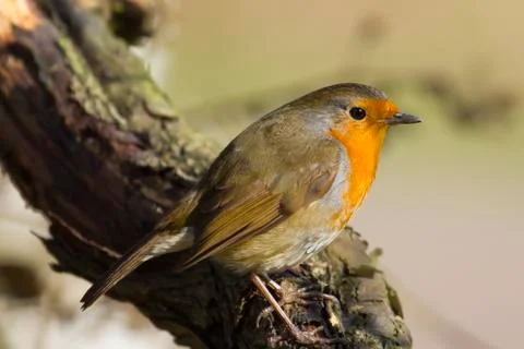 Robin (Erithacus rubecula) Stock Photos
