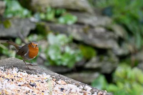 Robin - Erithacus rubecula Stock Photos